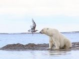 una-gaviota-se-encuentra-con-un-oso-polar
