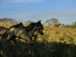 guamuhaya-excursion-abril23-caballos2