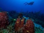 Cuba’s Twilight Zone Reefs and Their Regional Connectivity
