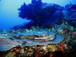 estudio-arrecifes-mesofoticos-24