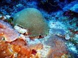 estudio-arrecifes-mesofoticos-25