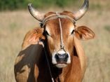 toro-vaca-ganaderia