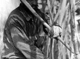 Fidel Castro corta caña, 19 de marzo de 1965