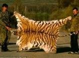 los-cazadores-furtivos-representan-con-orgullo-con-el-escudo-de-un-tigre-siberiano