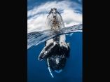 humpback-premio-fotografia-acuatica