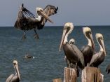 Pelicanos en golfo de Campeche. Foto: Ismael Francisco/ Cubadeabte.