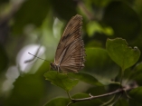 mariposa-carmelita-antena-luz-escambray-ag19-2