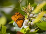 mariposa-damajuana-dmgo-18-ag-19-escambray