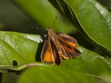 mariposa-naranja-negra-peluda-pequena-escamb-ag19