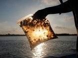 Bolsa de plástico con agua de mar contaminada con petróleo en el Golfo de México