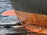 Ave empapada de petróleo lucha contra un buque