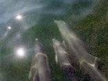 Delfines nadan en aguas contaminadas por petróleo