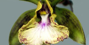 orquidia-camagueyana