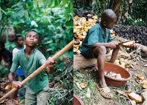 Niños trabajando la semilla del cacao en algún lugar de Costa de Marfil. Fuente Flickr