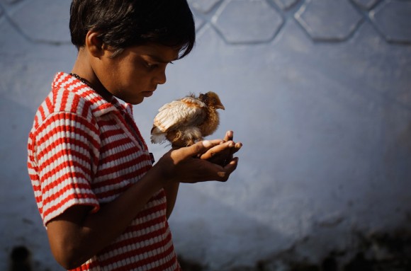 El niño de diez años, Nawab Mian, qu sufre enfermedad mental relacionada con el desastre del 1984 en Bhopal, juega con una ave pequeña cerca de la fábrica de Union Carbide, ahora desierta, el 28 de noviembre de 2009 en Bhopal, India. (Daniel Berehulak / Getty Images)