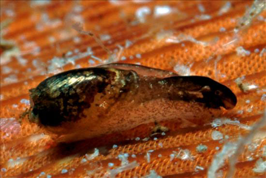 Imagen de una babosa marina que emite destellos luminosos cuando es importunada, que ha sido hallada en Cuba por investigadores hispano-cubanos, dos de los cuales han descrito además otras cinco especies nuevas de estos moluscos en Canarias, una de ellas considerada un verdadero fósil viviente. EFE
