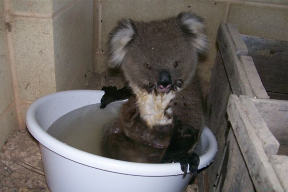 Calentamiento Global afecta a Koalas en Autralia
