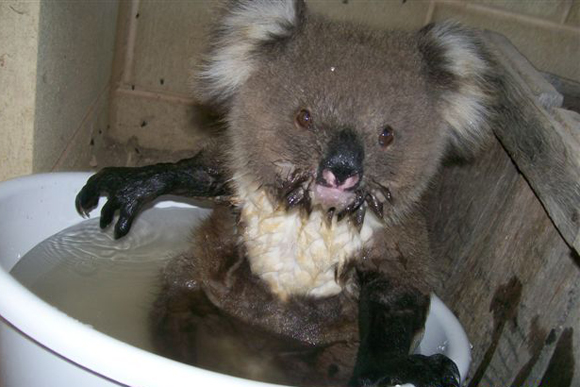 Calentamiento Global afecta a Koalas en Autralia