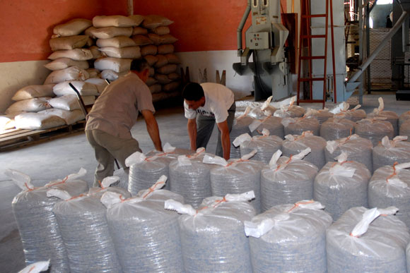 Trabajadores de la planta de beneficio del café en Jibacoa, laboran con la producción terminada del grano en el municipio de Manicaragua. (AIN)