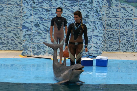 Espectáculo con Delfines en el Acuario Nacional de Cuba