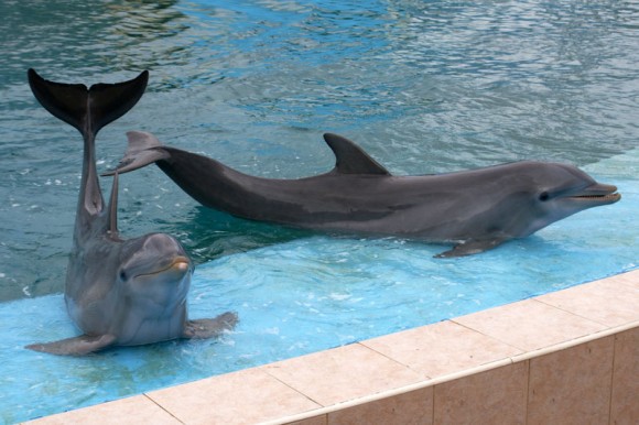 Espectáculo con Delfines en el Acuario Nacional de Cuba