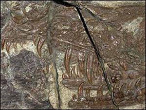 Fósil de dinosaurio venenoso encontrado en China