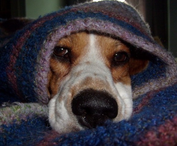 Mucho frio_perro con abrigo
