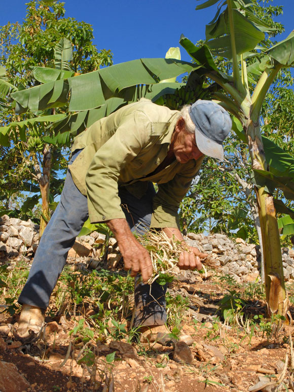 Hombre bueno en tierra mala, campesino cubano de Holguín