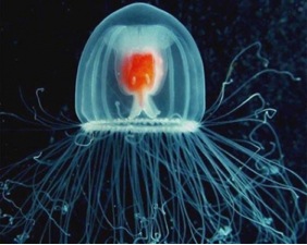 La especie de medusa turritopsis nutricula podría ser el único animal del mundo que ha descubierto realmente la fuente de la eterna juventud. 