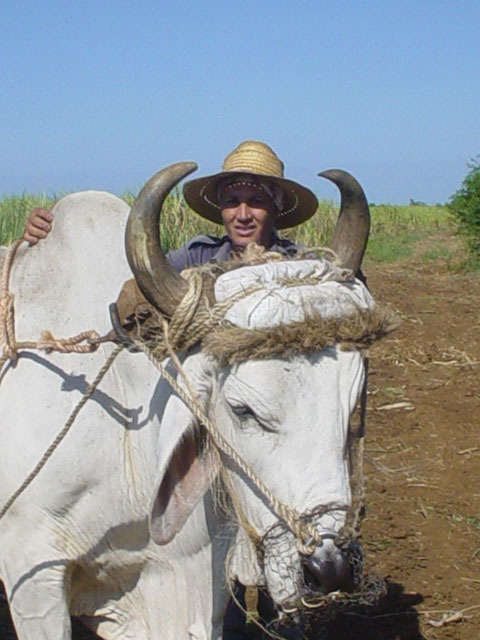 Con Sombrero de Yarey. Foto: Yahily Hernández Porto