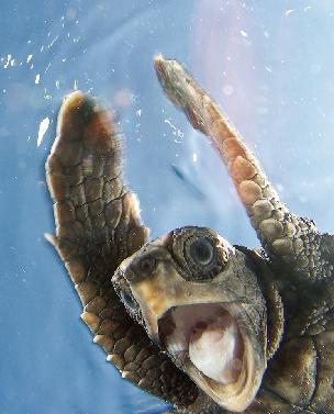 Tortuga marina se filma a sí misma