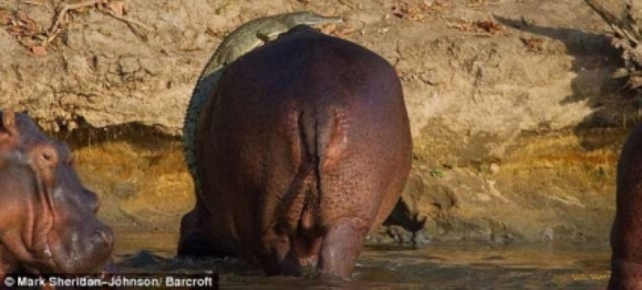 cocodrilo-hipopotamo