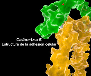 Cadherina: estructura de la adhesión celular
