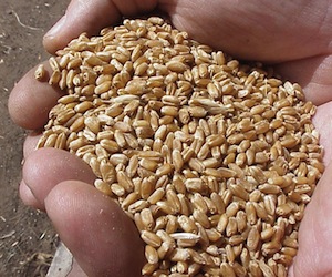 A las puertas de la crisis alimentaria: Sube 50% costo de maíz y trigo