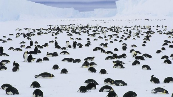 Pingüino Emperador adultos de luto por la muerte de sus crías en la Antártida. Foto: Daniel J. Cox, el Pacífico Barcroft, www.barcroftpacific.comPhotograph © Barcroft PacificAustralasian y la Cuenca del Pacífico de origen de Office: Suministrada