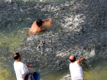 Miles de peces llegaron a las costas del  paradisíaco balneario sureño de Acapulco.