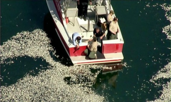 Millones de peces muertos en el embarcadero de Kirg Harbor, Redondo Beach (California) Foto: Los Angeles Times