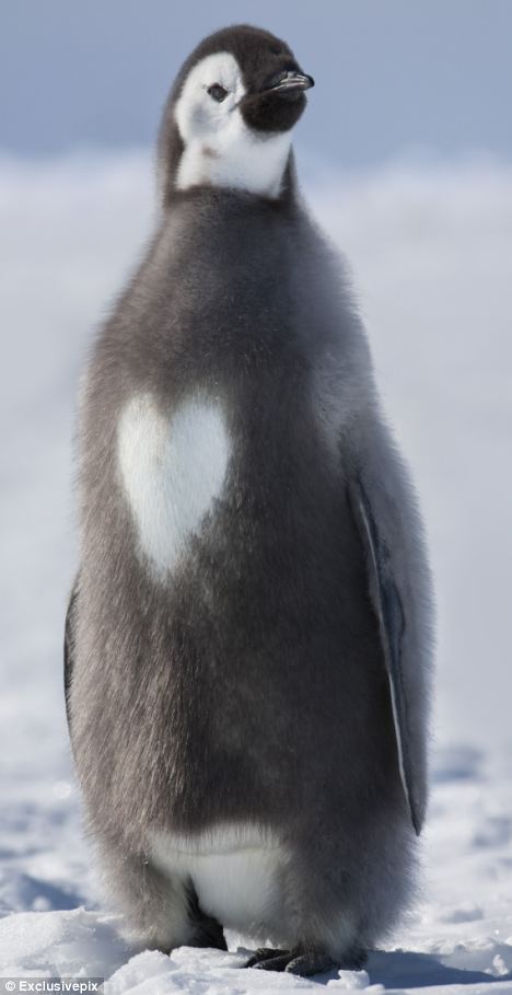 De gran corazón: El bebé pingüino emperador, congelado en el tiempo, con un plumaje única forma de corazón en el pecho. Fue representado por el galardonado fotógrafo Sue inundaciones en la Antártida
