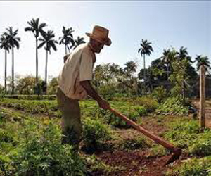 Cuba capacitará a sus productores agrícolas 