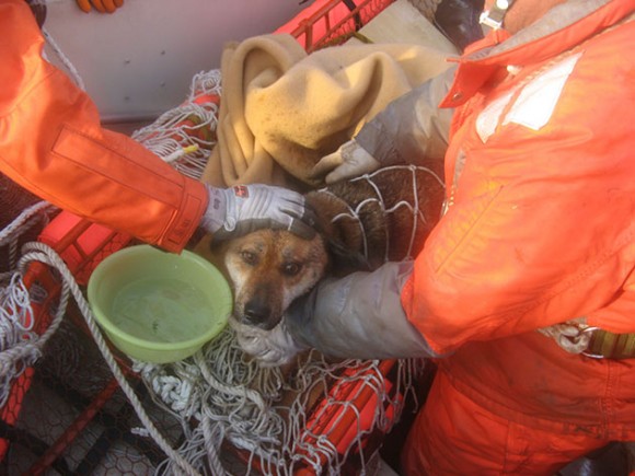 Rescatan a un perro que permaneció en el mar desde el día del tsunami