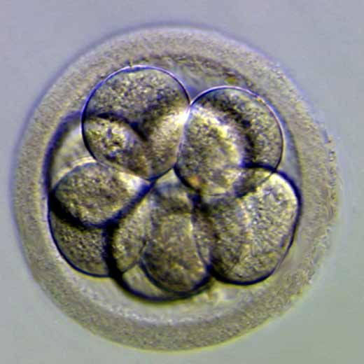 5-embrion_8_celulas