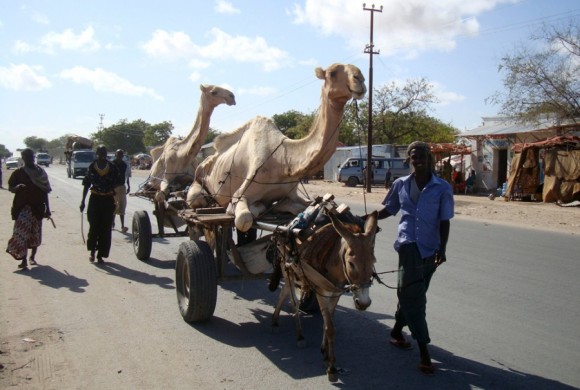 Los residentes afectados por la sequía transportan los camellos en carros   tirados por burros en la búsqueda de pastos más verdes en Mogadiscio, el 22 de abril. | Foto: Feisal Omar / Reuters