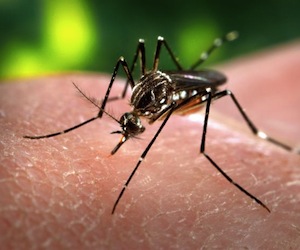 Autoridades cubanas piden apoyo de la población para erradicar el Aedes