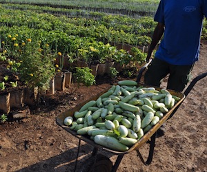 Cuba prioriza estrategias para una agricultura sostenible