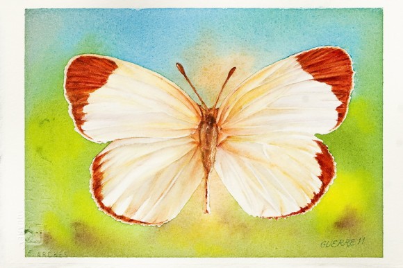 Mariposa. Dibujo de Antonio Guerrero. 
