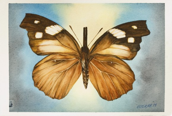 Mariposa. Dibujo de Antonio Guerrero. 