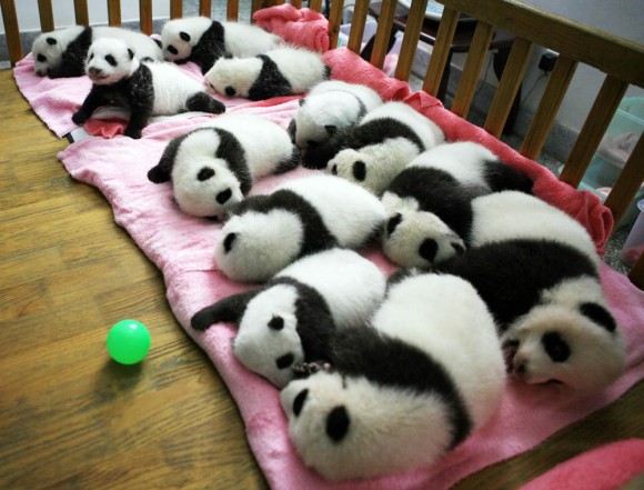 CHINA-ANIMAL-PANDA-CONSERVATION