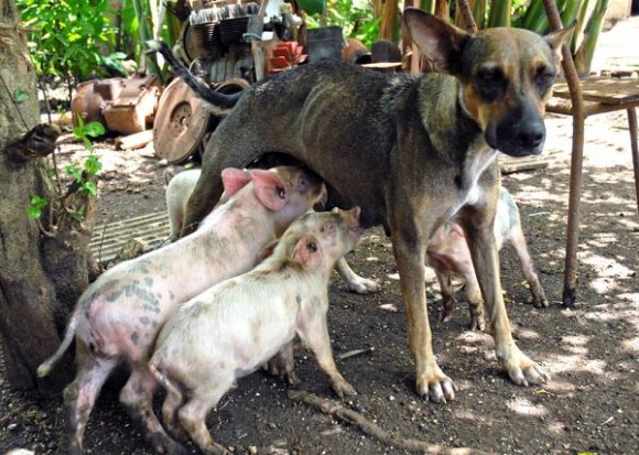 Yeti, una perra criolla criada en un barrio camagüeyano ha tomado en adopción cerditos que amamanta y cuida con esmero, en Camagüey,  el 23 de agosto de 2011.   AIN FOTO/Rodolfo BLANCO CUE