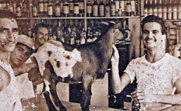 El chivo Perico, en una foto de la época