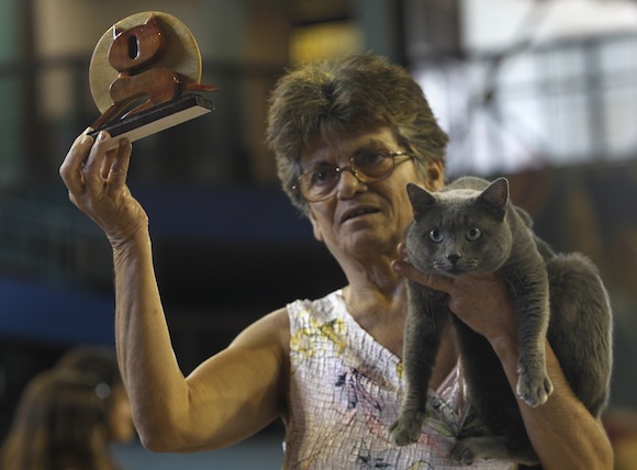 Citrino, un gato azul cubano, gana el premio en la Exposición. Foto: Enrique de la Osa/ Rueters